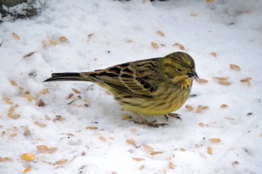 Dişi bir sarı çekiç karda oturuyor ve ayçekirdeği yiyor.