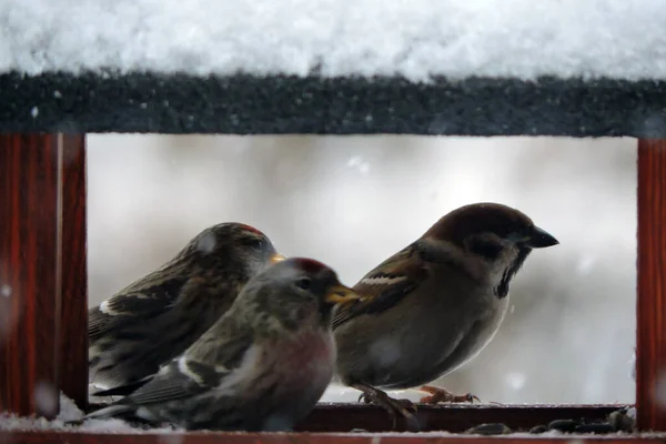 一只麻雀和两个普通的红雀坐在一只褐色的木制喂食器里面 吃葵花籽 背景模糊不清 — 图库照片