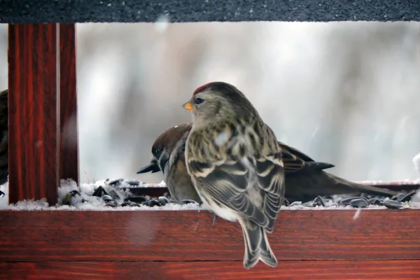 一只普通的红雀坐在一只褐色的木制喂食器和一只正在吃葵花籽的树麻雀里面 背景模糊不清 — 图库照片