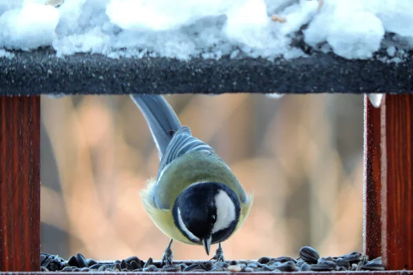 Great Tit Eating Sunflower Seeds Brown Wooden Bird Feeder Blurred — 图库照片