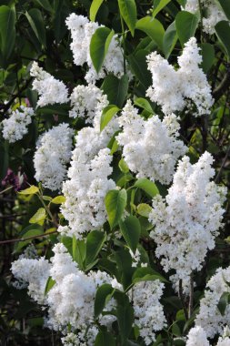 Dalların beyaz çiçekler ve yeşil yapraklarla kaplı olduğu bir leylak çalısı.