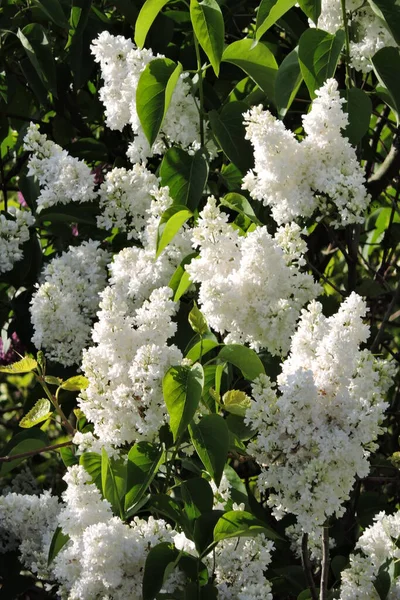 Egy Közeli Kép Egy Orgona Fehér Virágok Zöld Levelek Napfényben — Stock Fotó