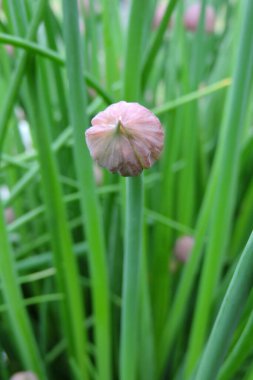 Mor Frenk soğanı tomurcuğunun yakın çekimi.