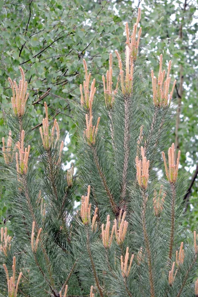 Young Pine Shoots Used Making Pine Syrup Blurred Birch Background — Stock Photo, Image