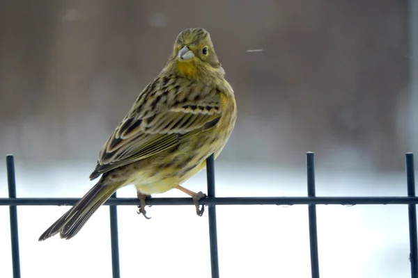 Portrait Yellowhammer Sitting Sitting Fence Made Welded Wire Mesh Panels — Stock Fotó