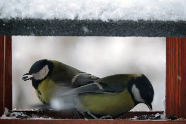 Two Great Tits Wooden Bird Feeder Some Snow Roof — Foto Stock