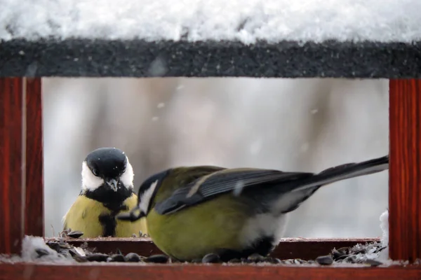 Two Great Tits Wooden Bird Feeder Some Snow Roof — Fotografia de Stock