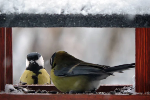 Two Great Tits Wooden Bird Feeder Some Snow Roof — Stok Foto