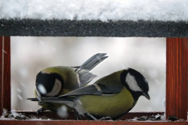 Two Great Tits Wooden Bird Feeder Some Snow Roof — 图库照片