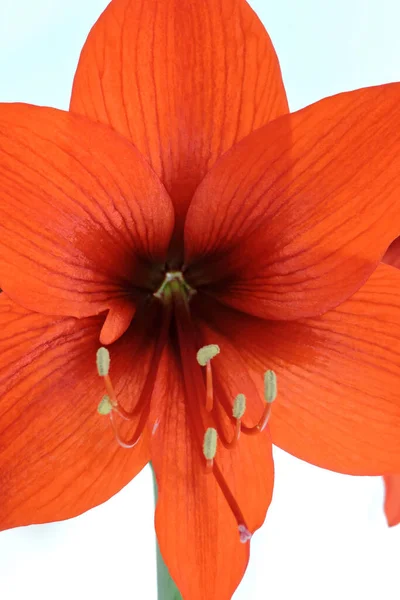 Close Red Hippeastrum Flower White Background — Stock Fotó