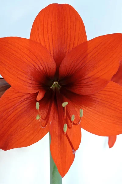 Close Red Hippeastrum Flower White Background — Stock Fotó
