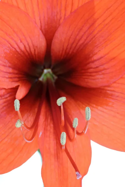 Close Stamens Pistil Pollen Red Hippeastrum Flower White Background — Photo