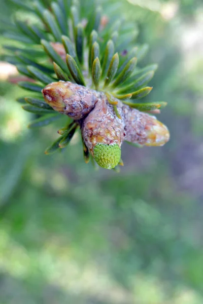 Close Opening Korean Fir Buds Spring — Photo