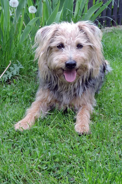 Buff Black Panting Terrier Lolled Out Tongue Lying Green Grass — стоковое фото