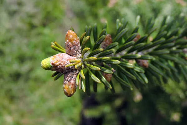 Close Opening Korean Fir Buds Sunlightin Spring — 스톡 사진