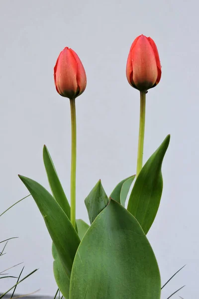 Close Two Red Opening Tulip Buds — Stock Fotó