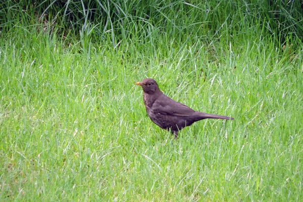 Dark Brown Female Eurasian Blackbird Standing Green Grass — Stock Photo, Image