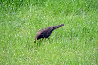 Yeşil çimlerde ısınmak isteyen Avrasyalı bir karatavuk