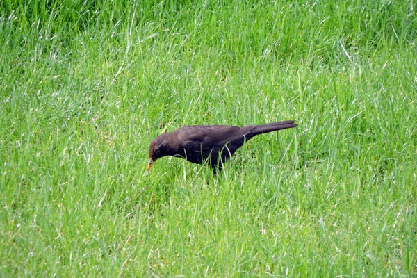 Eurasian Blackbird Looking Warms Green Grass — Stock Photo, Image