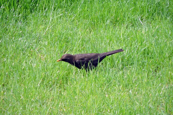 Eurasian Blackbird Looking Warms Green Grass — Stock Photo, Image