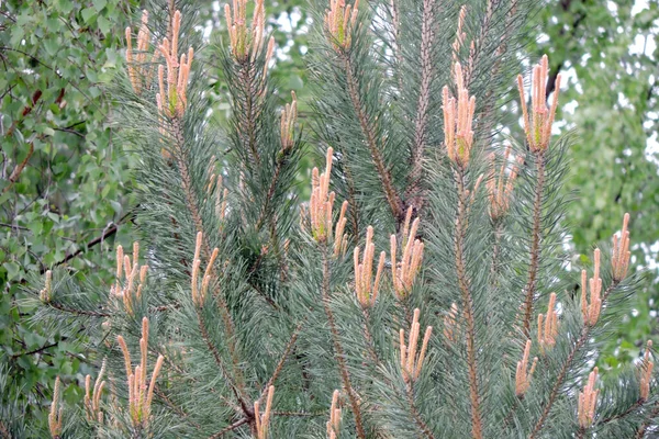 Young Pine Shoots Used Making Pine Syrup Blurred Birch Background — Stock Photo, Image