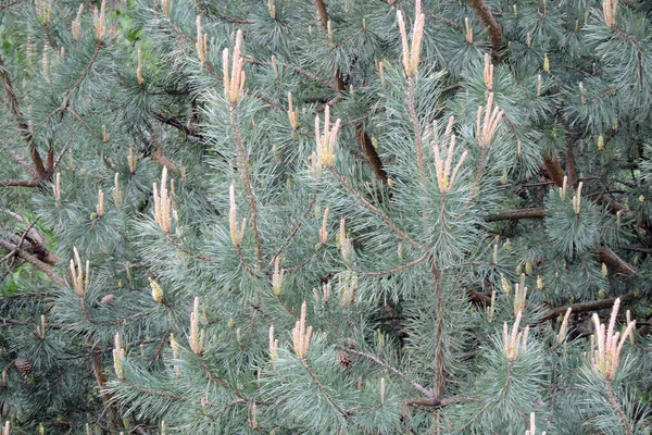 Young Pine Shoots Used Making Pine Syrup Blurred Birch Background — Stock Photo, Image