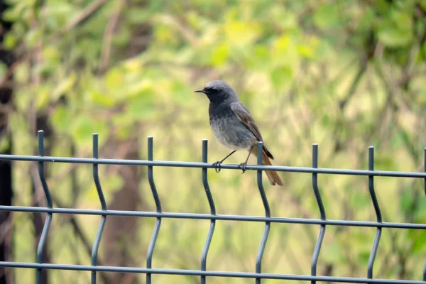 Redstart Nero Maschio Seduto Una Recinzione Del Pannello Metallico Piumaggio — Foto Stock