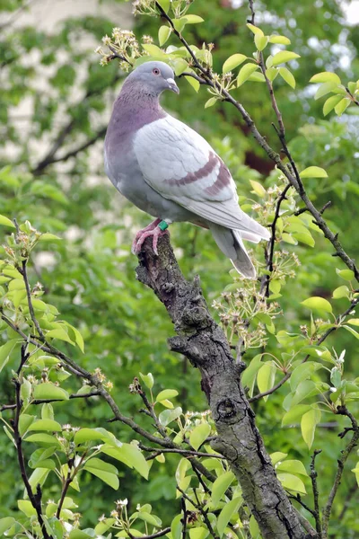 Portrait Pigeon Course Bar Rouge Cendré Assis Sommet Tronc Arbre — Photo