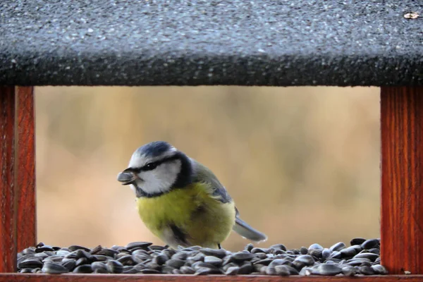 Eurasian Blue Tit Sitting Wooden Bird Feeder Sunflower Seed Its — Foto Stock