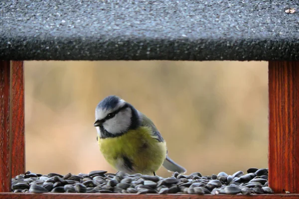 Eurasian Blue Tit Sitting Wooden Bird Feeder Blurred Background — Foto Stock