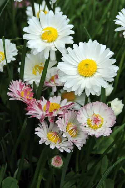 Een Close Van Witte Gemeenschappelijke Madeliefjes Bloemen Witte Gazon Madeliefjes — Stockfoto
