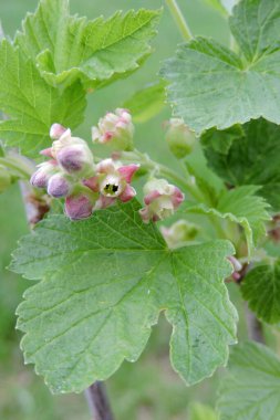 Frenk üzümü çiçeklerinin çizgileri ve bir dalda tomurcuklar.
