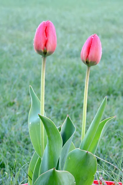 Close Two Red Opening Tulip Buds Raindrops Green Blurred Grass — ストック写真