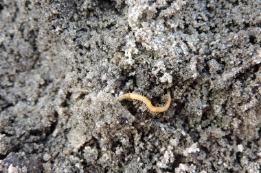 Sarımsı turuncu bir kırkayağın yakın çekimi.