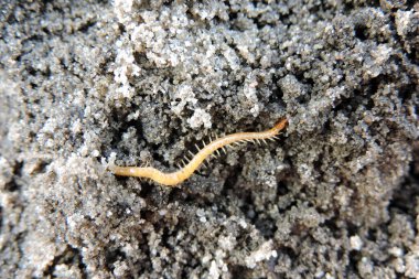 Sarımsı turuncu bir kırkayağın yakın çekimi.