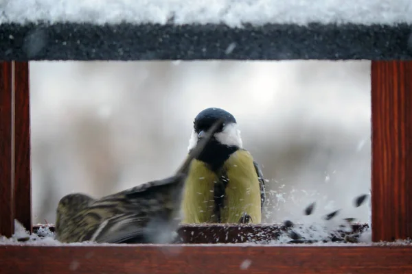 Great Tit Common Redpoll Sitting Wooden Bird Feeder Snowy Weather — Foto Stock