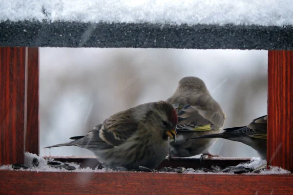 Female Common Redpoll Bright Red Patch Its Forehead Eating Sunflower — 图库照片