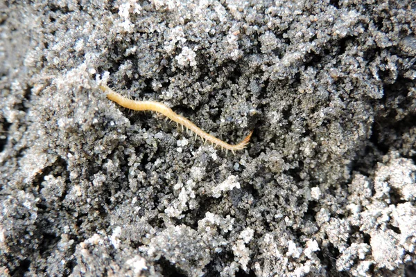 Close Yellowish Orange Centipede — стоковое фото