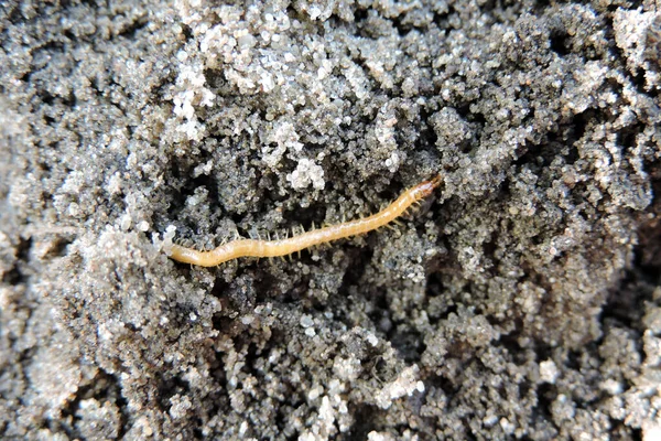 Close Yellowish Orange Centipede — стоковое фото