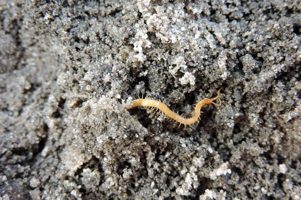 Close Yellowish Orange Centipede — Foto Stock