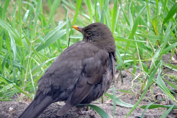 Portrait Sick Eurasian Blackbird Lowered Wings Standing Ground — Photo