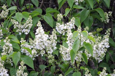 Dalların beyaz çiçekler ve yeşil yapraklarla kaplı olduğu bir leylak çalısı.