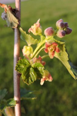 Kırmızı kuşüzümü çiçeğinin güneş ışığındaki bir daldaki çizgisi.