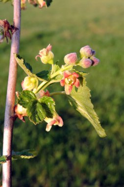 Kırmızı kuşüzümü çiçeğinin güneş ışığındaki bir daldaki çizgisi.