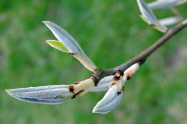 A close-up of long slender buds of a pear tree in spring, blurred green lawn in the background