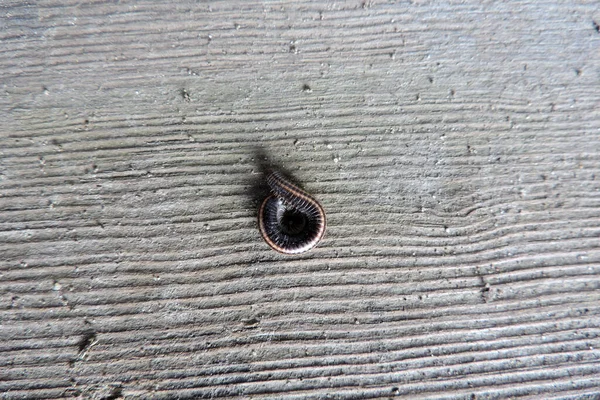 Striped Millipede Curled Plank — Zdjęcie stockowe