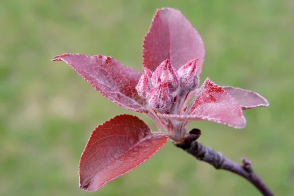 Pink Buds Apple Tree Red Leaves Blurred Green Lawn Background — Stockfoto