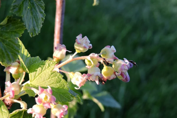 Frenk üzümü çiçekleri ve güneş ışığında yeşil yapraklar, üzümlü çiçeklerde yürüyen siyah karıncalar.
