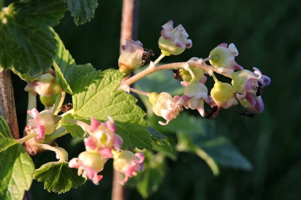Frenk üzümü çiçekleri ve güneş ışığında yeşil yapraklar, üzümlü çiçeklerde yürüyen siyah karıncalar.