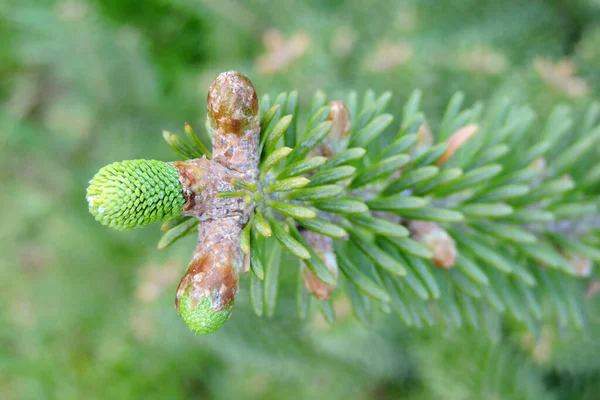 Primer Plano Apertura Brotes Abeto Coreano Primavera —  Fotos de Stock